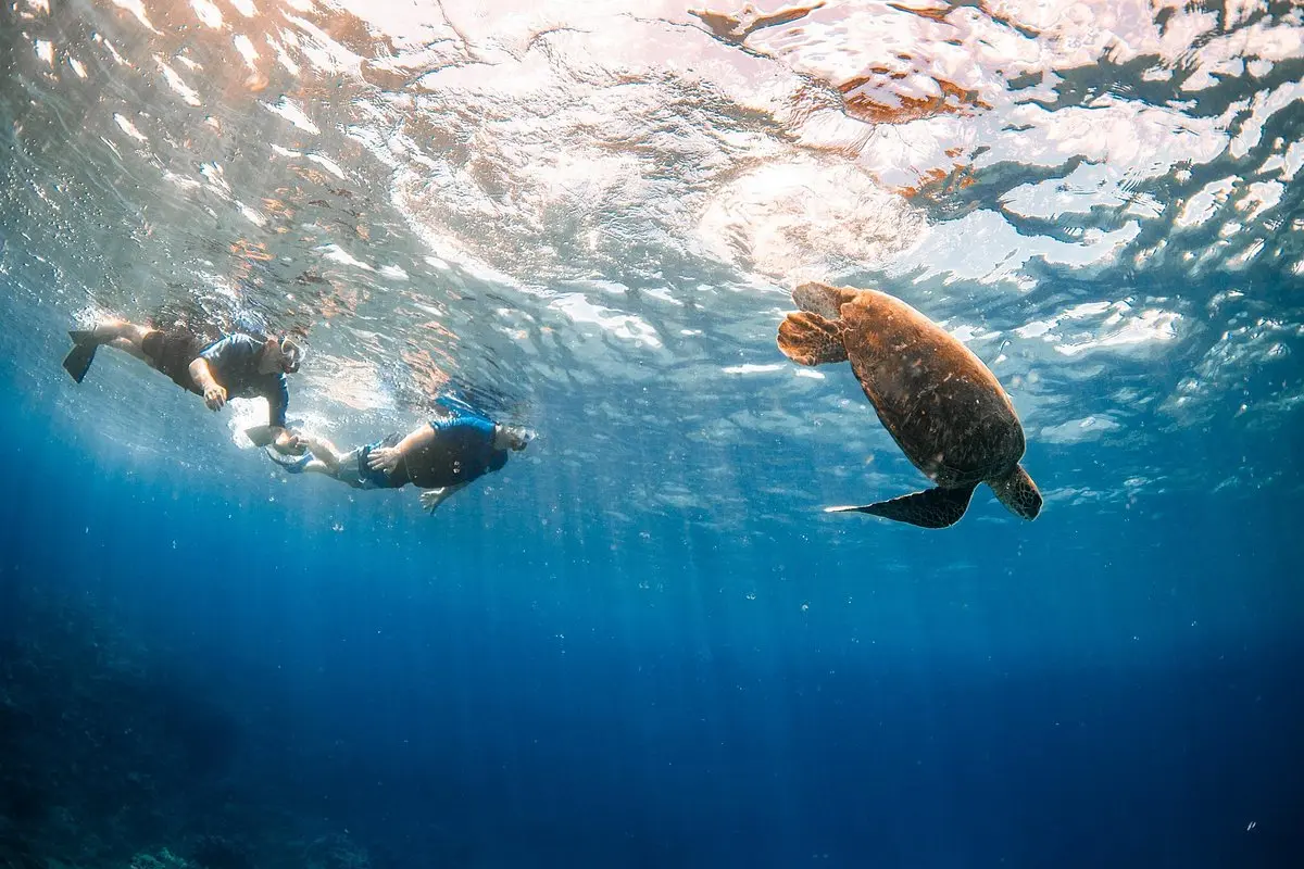 Maui Turtle Town Snorkel with Free Photo and Video