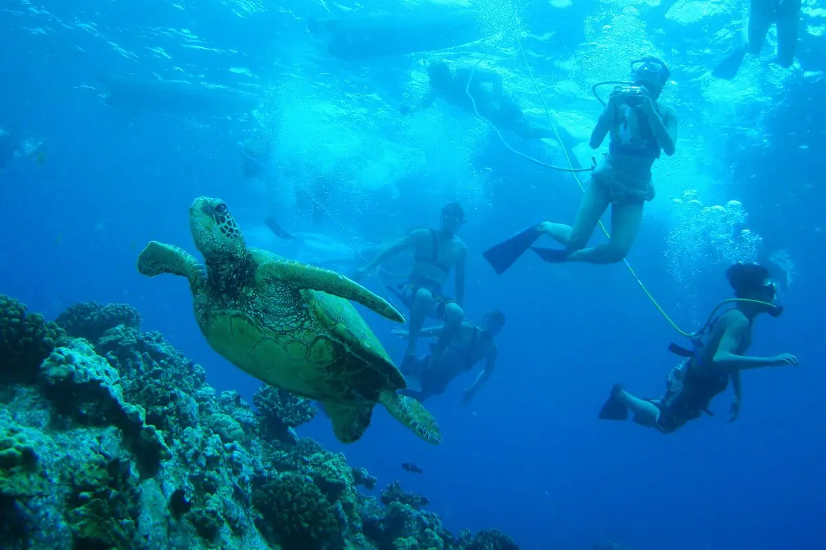 Molokini and Turtle Town Snorkeling aboard Pride of Maui