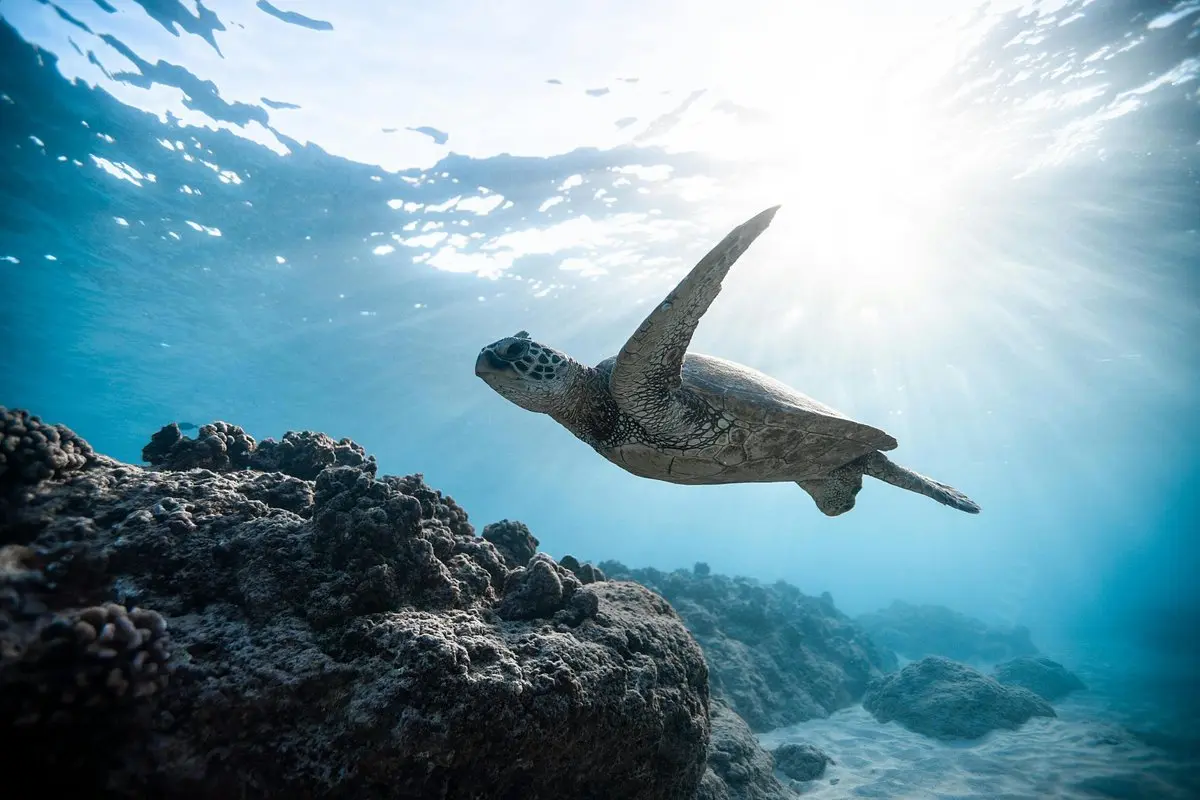 South Maui Sightseeing and Turtle Town Snorkel